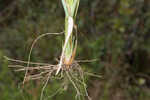 Saltmarsh fingergrass